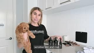 How To Wash A Cavoodle At Home | Step-by-Step Home Grooming with mycavoodle Products