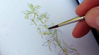 a day of field sketching - wild orchid fever! | artist vlog