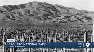 Absolutely Arizona: Saguaro National Park