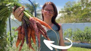 Carrots Not Growing? My Secrets to Growing Perfect Carrots!