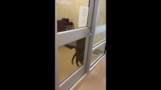 Lincoln cat can't be contained as it keeps escaping room at Capital Humane Society