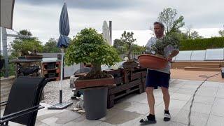  Tipps und Arbeiten: Bonsai Olea sylvestris