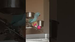 Indian Ringneck Pancho Peekaboo