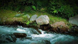 Gentle Stream and Soft Birdsong, Symphony from Green Forest, Calm Sound, Best Relaxing Sounds