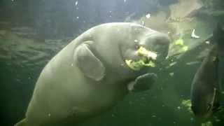 Manatí comiendo