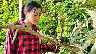 saved the lives of two young birds, after the stormpassed - Ban Thi Diet