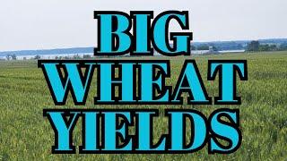 Five drivers of big wheat yields