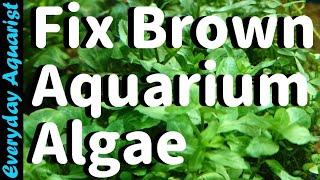 Why New Aquariums Go BROWN | Fixing Brown Diatom ALGAE