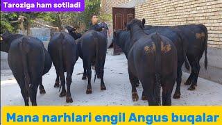 Sotildi.....hammaga rahmat ..Tozza qonli Angus buqalar sõraganlarga kech qolmang