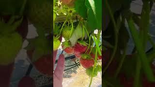 #strawberry #greenhouse #farm #pyo #picking #berry #summer #england #2025