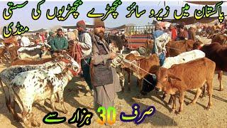 Latest Zero Size Bachra Bachri Claves Price in Luddan Mandi