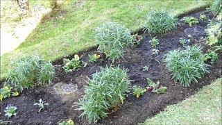 Planting Winter Bedding Plants