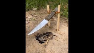Simple DIY Home Made Snake Trapping Ideas2025 #wildlife #nature #animals #snake #shorts #ytshorts