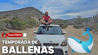 MIRADOR DE BALLENAS   Llegaron a Baja California Sur México