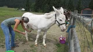 Herd Health - Donkey Grooming and Hoof Care