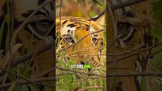 THE ULTIMATE HUNTING MOMENT OF THE TIGER! #wildanimals #animals #nationalpark #animaldocumentary