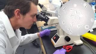 HeLa Cell Instructional Video