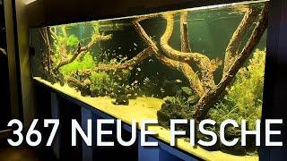 Jochens 3360L Aquarium bekommt neues LICHT, neue FISCHE und ein wenig PFLEGE