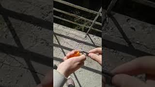 Петарды  с балкона 9- этажа