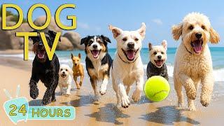 DOG TV for Dogs to Watch: Video Keep Dogs Happy & Boredom-Free When Home Alone - Music for Dogs