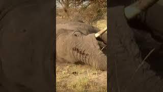 Solo Elephant Hunt in Botswana