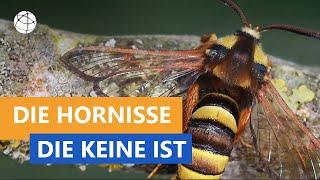 Die Hornisse, die keine ist - Das kleine 1x1 der Artenkunde  | Planet Schule