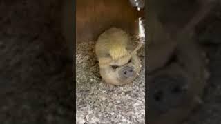 Still no piglets from Lemon! | #farmlife #kunekune #pig #animals #farming