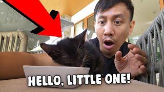 We Found An Orphaned Kitten  | Vlog #1793