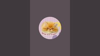 Jecky Cat house sedang live sekarang!