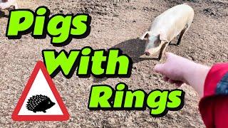 Unbelievable FLY CONTROL method that actually works - Farms MUST have this on their farm