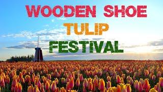 Wooden Shoe Tulip Festival 2024 Highlights