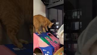 angry cats 