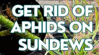 How To Detect And Destroy Aphids On Sundews!