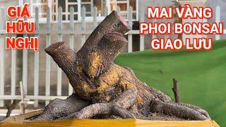 (@BÌNH #zalo_0919536596)#Mai vàng & mai tứ quý phoi Bonsai  GL 13/3/2025 ĐC:Q.Thốt Nốt, TPCT