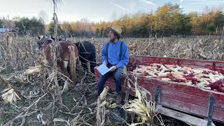 Homesteading: Harvesting Non-GMO Corn | Titus Morris | 11.24.24