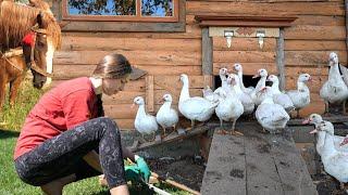 Woman is growing ducks 90 days. Cooking village food on fire. Routine Life in the Countryside