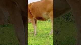 Cow video Animal Verse