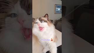Which was your favorite this week? #meows