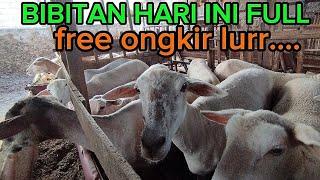 ABAH YAYAK STOK DOMBA BIBITAN TEXEL 800 RIBU AN BANYAK WA 081336980690  nganjuk jawa timur