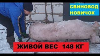 Живой вес 148 кг. Мясо, сало, четверти доставка. Откорм свиней. Свиноводство.