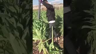 modern agriculture solutions