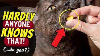 10 Foods That Can Kill Your Cat Within Minutes 