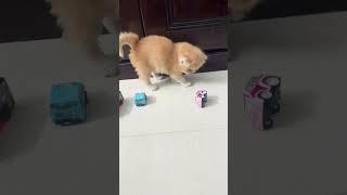 Cutecat Mico #music #speedsong #貓跳台 #貓咪日常 #貓眼觀察室 #cutecat #trending #animals