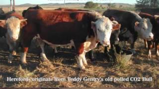 Grassfed Exchange Display Cattle - Wagner Land & Livestock