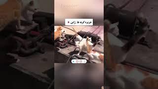پدیده  های عجیب