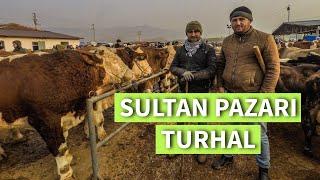 TOKAT TURHAL HAYVAN PAZARI CAP CANLI SİZLER İLE