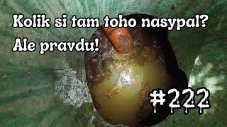 Kolik si tam toho nasypal? Ale řekni pravdu | Hustá paní domácí  | ČISTIČ ODPADU #222