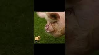 pig pices