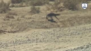 صيد الصقور طر صقر  رائع/طرح طير  هذا الموسم /Falcon hunting