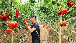 Harvest bell peppers goes to the market to sell & buy gifts to visit mother child | Hà Tòn Chài